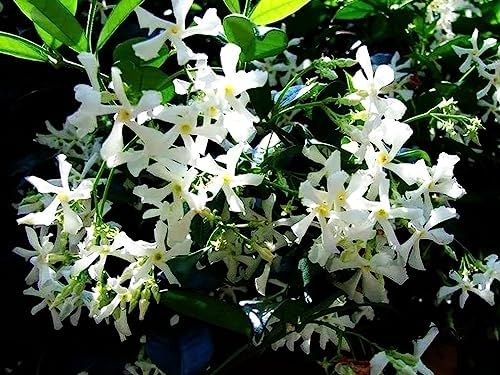 Rare Scented Jasmine Flower Easy to Grow 5g Seeds