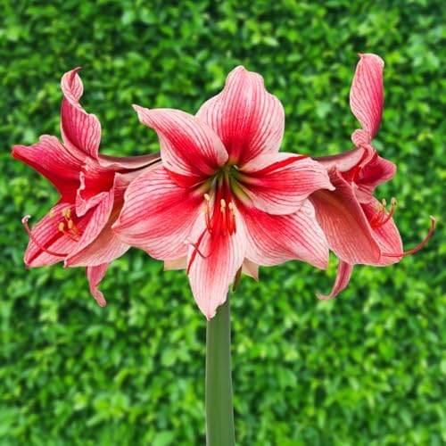 Gervase Amaryllis Bulb by Horn Canna Farm | Large Indoor Flower Bulb for Winter Growing | White Blooms with Red and Pink Streaked Petals