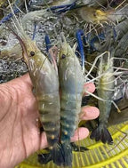 OCEANZEN Jumbo Freshwater Prawn|Macrobrachium Rosenbergii|Jumbo Size, Head-On, Shell-On, IQF|Sweet, Firm Texture|Restaurant-Quality Seafood for Grilling, Stir-Fry & Steaming|2LB/Pack|10 lb