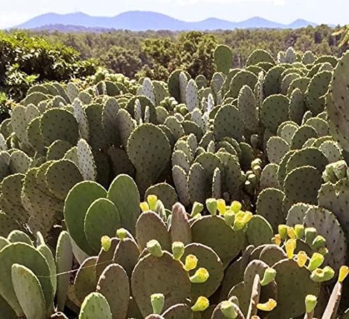 Creation Cultivated - Live "Spineless Prickly Pear Cactus" - Opuntia cacanapa "Ellisiana" (1 PAD Cutting) / Winter Hardy Cactus - USDA Zone 6 / Unrooted Freshly Cut Cactus Pads / Tortoise Food