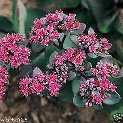 Sedum Ussuriense -Pink Beacon (100 Seed) Drought Resistant , Stonecrop , Perennial