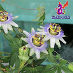 Alebrixes | Passion Flower Herbal Tea (4 oz) | Whole Dried Passionflower Leaf | Te Passiflora - Pasiflora | Relaxation, Focus, Bed Time Tea.