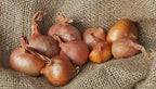 FRESH SHALLOTS - 1LB