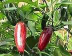 Mucho Nacho Jalapeno Peppers - GREAT STUFFERS!! Mild & Tasty..!!!!(50 - Seeds)