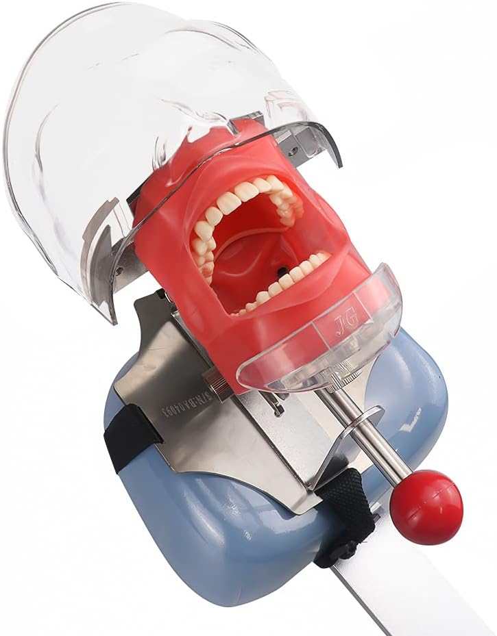 Dental Simulator Manikin Phantom Teeth Model with Bench Mount on Dental Chair for Education