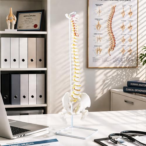 Spine Model 34.6" Life Size Spinal Cord Model, Flexible Human Spine Model, Anatomical Model with Vertebrae, Nerves, Arteries, Lumbar Column, and Male Pelvis for Science Education & Patient Education