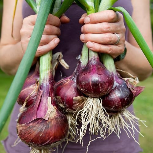 The Old Farmer's Almanac Red Creole Onion Seeds - Heirloom, Non-GMO, Premium Quality, Open Pollinated, Spicy-Sweet Flavor (1 Packet - 1 Gram - Approx 250 Seeds)