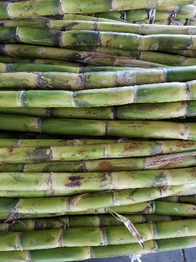 Fresh Green SugarCane Sticks Sugar Cane 5 lbs