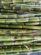 Fresh Green SugarCane Sticks Sugar Cane 5 lbs