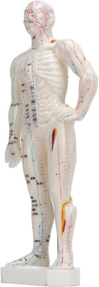 Human Body Acupuncture Model, Meridian Points Model Clear Handwriting Easy to Read Professional PVC for Acupuncture for Chinese Teaching