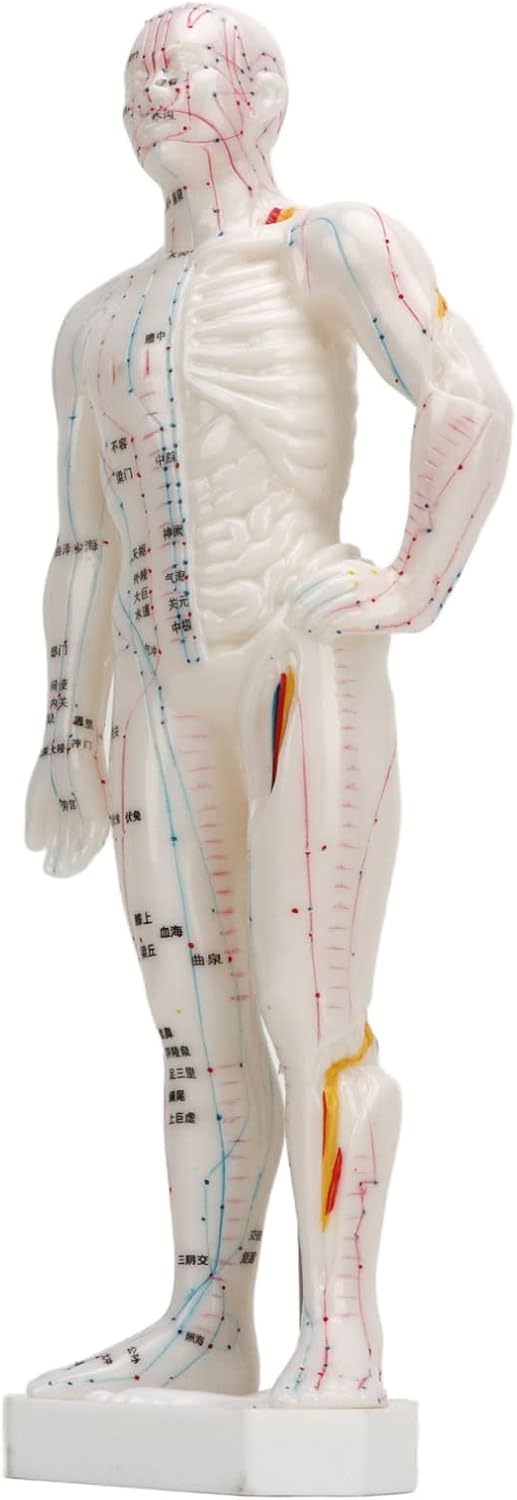 Human Body Acupuncture Model, Meridian Points Model Clear Handwriting Easy to Read Professional PVC for Acupuncture for Chinese Teaching