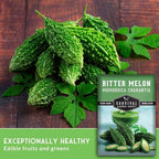 Bitter Melon Seeds for Planting – Bitter Gourd Karela Ampalaya, Non-GMO Heirloom Vegetable Seed Variety – Survival Garden Seeds (1 Pack)