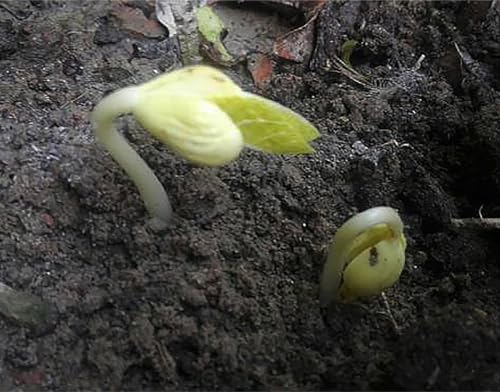 Haricot Vert Stringless Green Bean Seeds