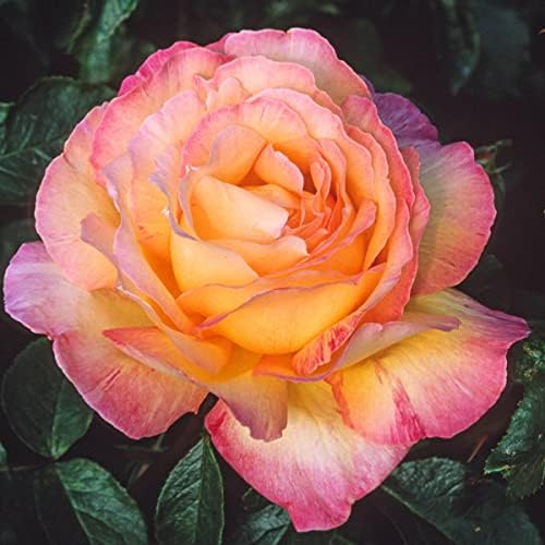 BRECK'S - Peace Dormant Bare Root Hybrid Tea Rose, Includes one Plant per Order