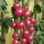 Pink Cherry Tomato Seeds - Low Acid but Very high Sugar Flavor (50 - Seeds)
