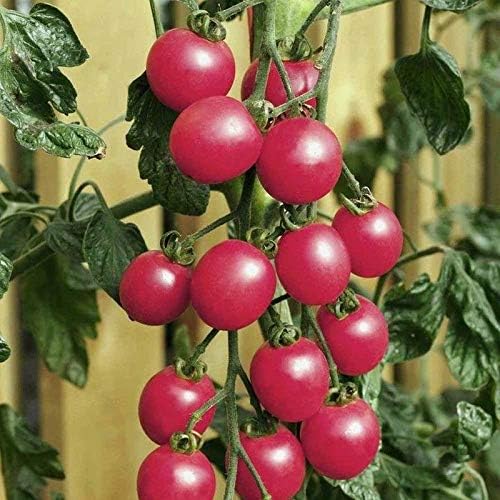 Pink Cherry Tomato Seeds - Low Acid but Very high Sugar Flavor (50 - Seeds)