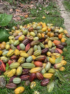 Organic Cacao Nibs Medium Roast 5kg (11 lbs) Premium Raw Cocoa Bean Pieces Rich Chocolate Flavor Vegan, Non-GMO, No Sugar Added Perfect for Smoothies, Baking & Healthy Snacks