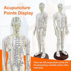 Acupuncture Model, Human Acupoint Model 20.5in Full Body Silicone Professionals Clear Identification with Base for Chinese Medicine Teaching Acupoint Student Demonstration (Male)