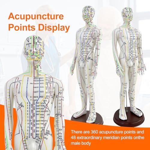 Acupuncture Model, Human Acupoint Model 20.5in Full Body Silicone Professionals Clear Identification with Base for Chinese Medicine Teaching Acupoint Student Demonstration (Male)