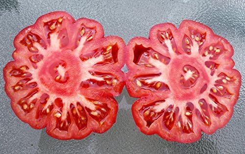 30 Costoluto Genovese Pomodoro Tomato Seeds, Heirloom Non-GMO, Low Acid, Indeterminate, Open-Pollinated, Productive from USA Solanum lycoperscium
