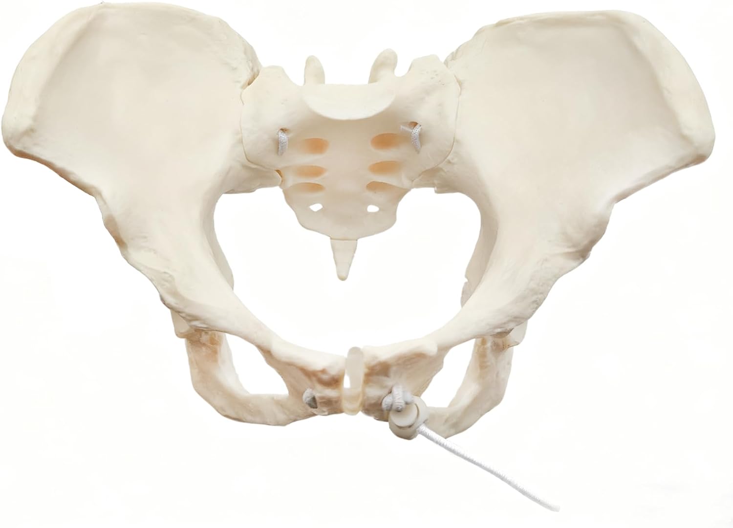 Human Female Pelvic Anatomy Model with Elastic Rope, Flexible 1:1 Life Size Pelvis Skeleton Model for Physiology Science Study & Anatomical Educational or Patient Communication