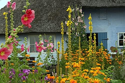 100% Dried Mullein Flowers (Verbascum thapsus) | Net Weight: 0.52oz / 15g | Soothing, slightly sweet tea with many benefits - Used for edible flower decorations on salads/toppings