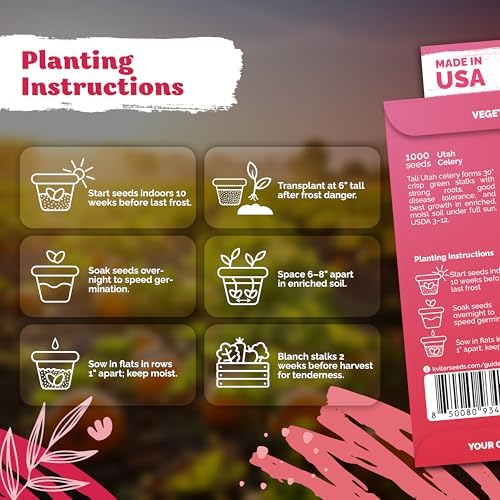KVITER 1000 Tall Utah Celery Seeds (Apium graveolens) – Celery Seed Packets Home Grown – Non GMO Heirloom Vegetable Garden Seeds for Planting, Outdoor & Indoor Garden Beds, Containers