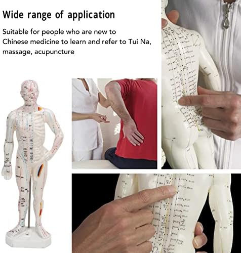 Body Acupuncture Model, Professional Model Human Body Acupuncture Model for Chinese Teaching Acupuncture Massage Lettering Crafts