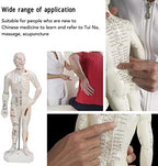 Body Acupuncture Model, Professional Model Human Body Acupuncture Model for Chinese Teaching Acupuncture Massage Lettering Crafts