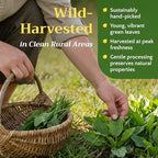 Dried Plantain Leaf Herb for Tea - Plantago Major Leaves - Hojas de Llanten Hierba - Cut & Sifted Natural Broadleaf Plantain Herbs, Bulk 1lb (16oz)