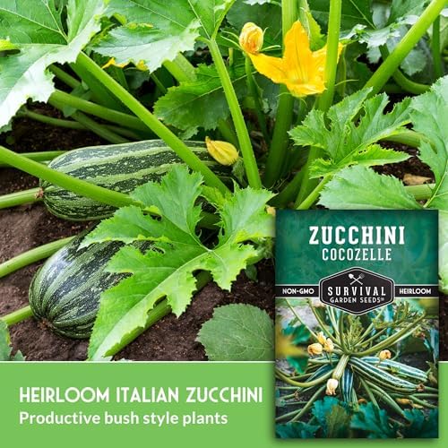 Cocozelle Zucchini Seeds for Planting – Classic Italian Heirloom Summer Squash, High-Yield Bush Plants with Striped Green Zucchinis – Non-GMO & Open-Pollinated – Survival Garden Seeds (1 Pack)