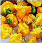 30 Yellow Scotch Bonnet Jamaican Hot Pepper Seeds Heirloom Non-GMO Super Hot Spicy Grown in USA Capsicum annuum