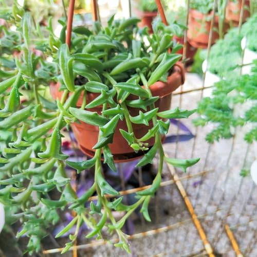 Sprout N Green String of Dolphins, Live Succulent Plant Fully Rooted in 4" Pot with Soil, Trailing Houseplant for Home Office Wedding Hanging Decor DIY Projects Party Favor, Keep Away from Pets