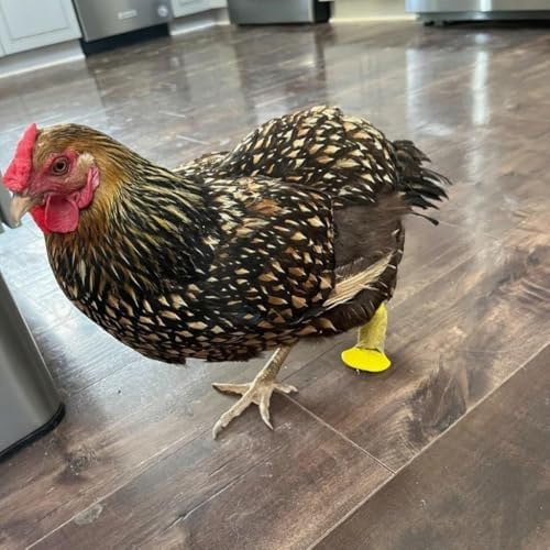 4 Sizes Chicken and Duck Leg Fixing Splints Optional Hobble Splint, Different Growth Stages Targeting The Treatment of Broken Feet Curled Toes Osteoarthritis Plantar Warts and Bumble Foot