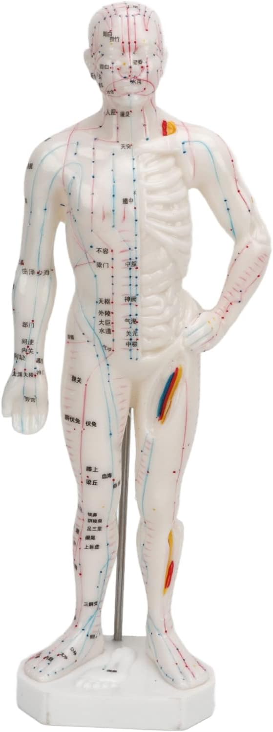 Body Acupuncture Model, Professional Model Human Body Acupuncture Model for Chinese Teaching Acupuncture Massage Lettering Crafts