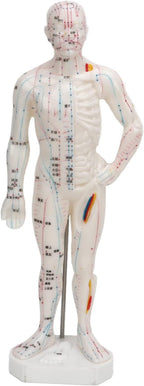 Body Acupuncture Model, Professional Model Human Body Acupuncture Model for Chinese Teaching Acupuncture Massage Lettering Crafts