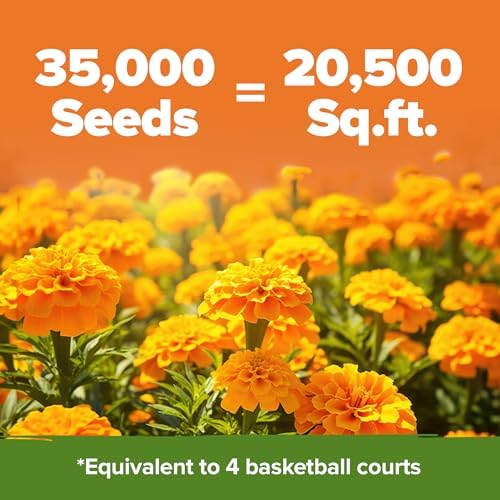 HOME GROWN Crackerjack Marigold Seeds | 4 oz / 35,000 Flower Seeds Planting Outdoor | Large Bulk Pack | High Germination, Wildflower Seed | Companion Planting