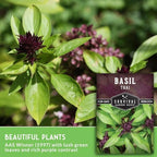 Thai Basil Seeds for Planting – Sweet Thai Basil with Anise Flavor for Asian Cooking – Heirloom Non-GMO Herb Seed for Indoor or Outdoor Gardens – Survival Garden Seeds (1 Pack)