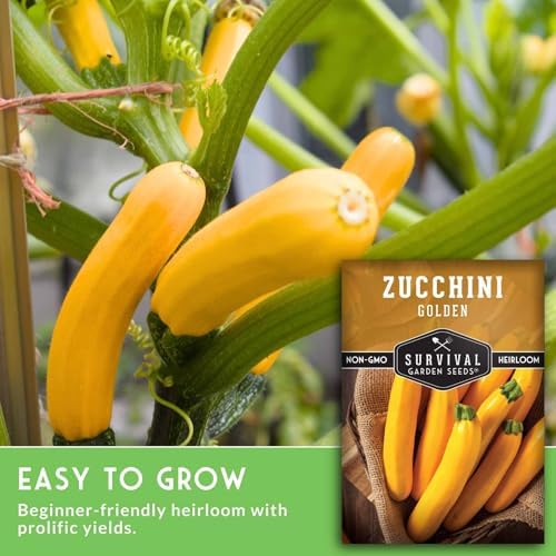 Golden Zucchini Seeds for Planting - Plant & Grow Yellow Zucchini Vegetables in Your Home Vegetable Garden - Non-GMO Heirloom Variety - Survival Garden Seeds (1 Pack)