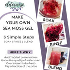 Sea Moss | Purple | Makes 24oz of Gel | Raw + Non GMO | Sundried | WILDCRAFTED