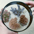 Seaside Aquatics Look Down Box 6"