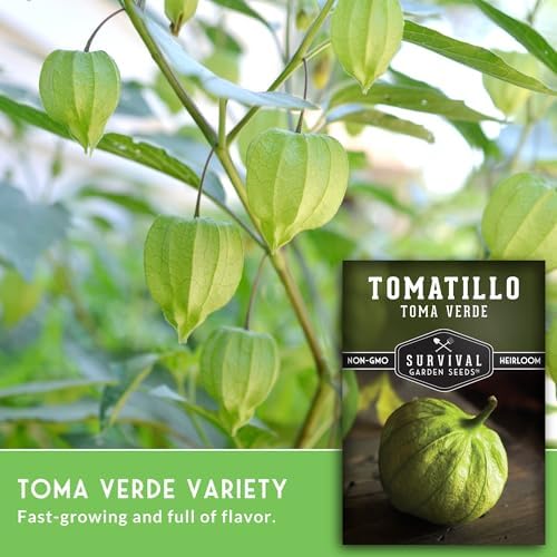 Toma Verde Tomatillo Seeds for Planting - Heirloom Mexican Green Husk Tomato, High Yield Non-GMO Variety for Salsa Verde and Authentic Mexican Cooking - Survival Garden Seeds (1 Pack)