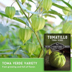 Toma Verde Tomatillo Seeds for Planting - Heirloom Mexican Green Husk Tomato, High Yield Non-GMO Variety for Salsa Verde and Authentic Mexican Cooking - Survival Garden Seeds (1 Pack)