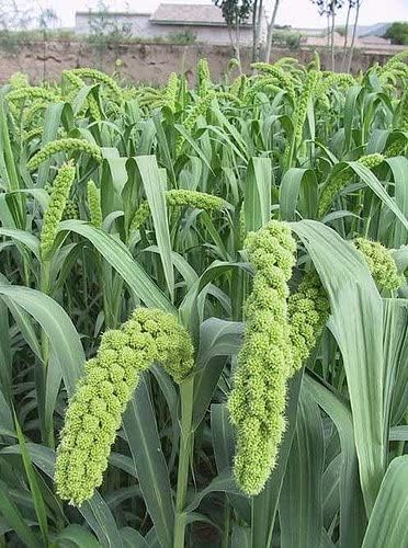 Weeping Foxtail Millet Seeds for Planting (100 Seeds) - German Millet, Ornamental Grass for Landscape or Garden