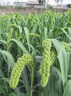 Weeping Foxtail Millet Seeds for Planting (100 Seeds) - German Millet, Ornamental Grass for Landscape or Garden