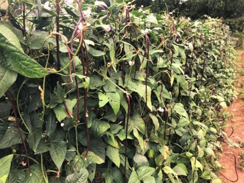 TomorrowSeeds - 5 Colors Mix Yard Long Bean Seeds - 30+ Count - for 2026 Planting Purple Green Red Pink White Rainbow Blend Multi Variety Vining Pole Asian Vegetable Grow Your Own Home Farm Patio