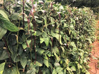 TomorrowSeeds - 5 Colors Mix Yard Long Bean Seeds - 30+ Count - for 2026 Planting Purple Green Red Pink White Rainbow Blend Multi Variety Vining Pole Asian Vegetable Grow Your Own Home Farm Patio