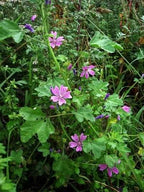 20 MAURITANIAN MALVA Mallow Malva sylvestris var. mauritania Flower Seeds