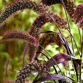 Foxtail Millet Red Jewel Ornamental Grass Seeds (Setaria italica) 35+Seeds