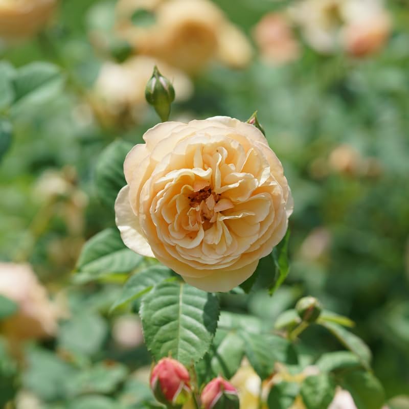 FLAVORETTE™ Honey-Apricot Rose - Proven Winners - 4" Pot